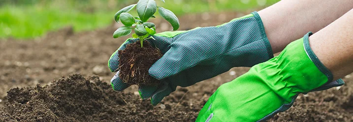 Hände pflanzen Basilikumsetzling ein